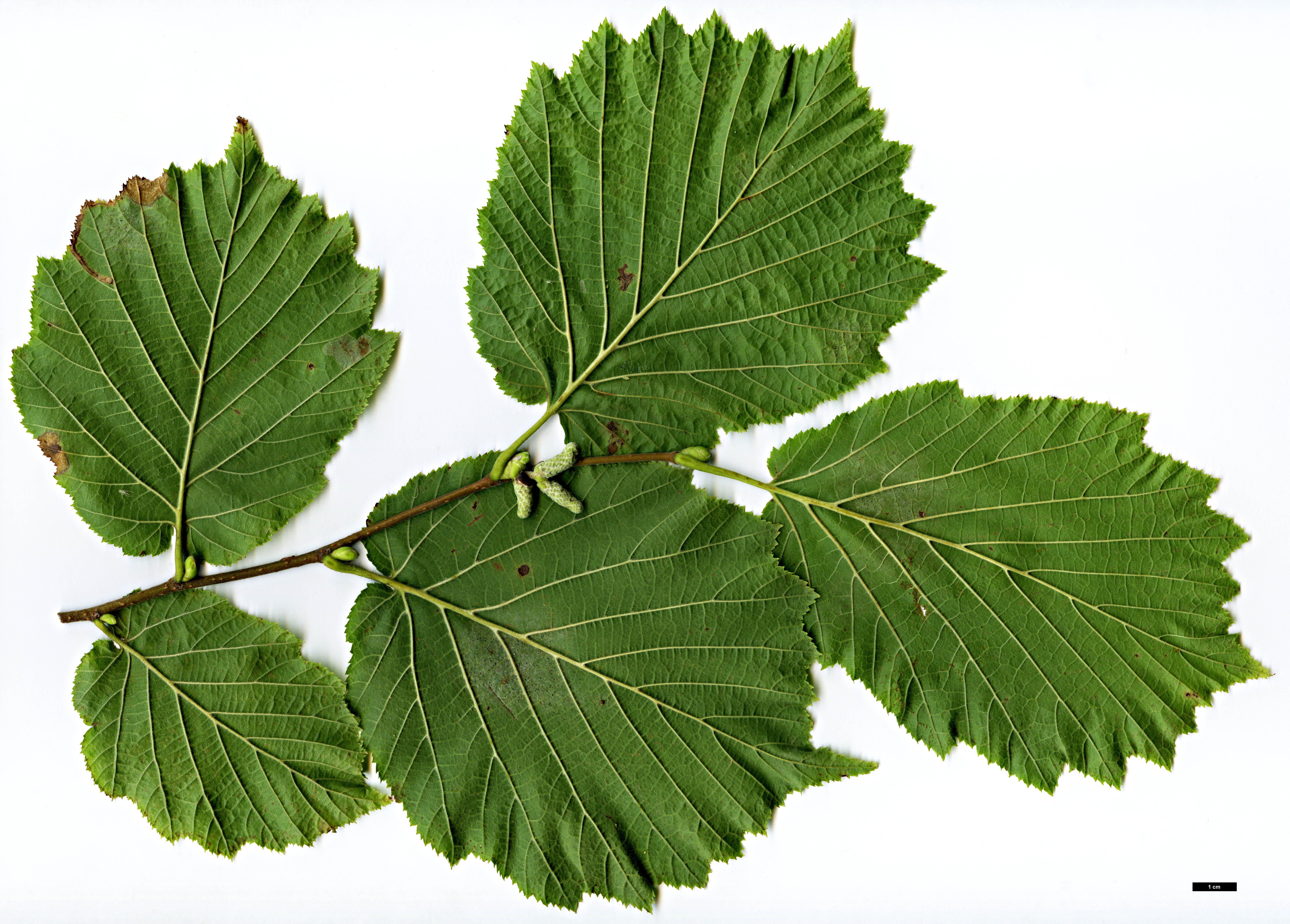 High resolution image: Family: Betulaceae - Genus: Corylus - Taxon: avellana - SpeciesSub: var. pontica